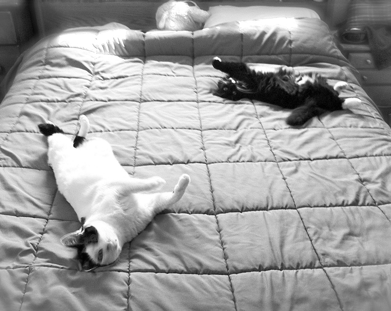 luna_gizmo_bw