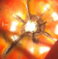 tomato_closeup