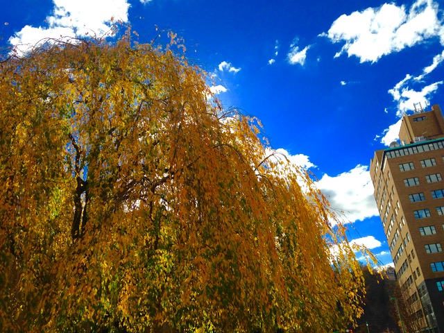 A Harbinger of Autumn